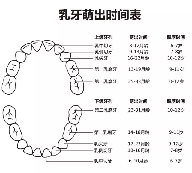 尚佳專業(yè)月嫂丨何時長牙才算正常？